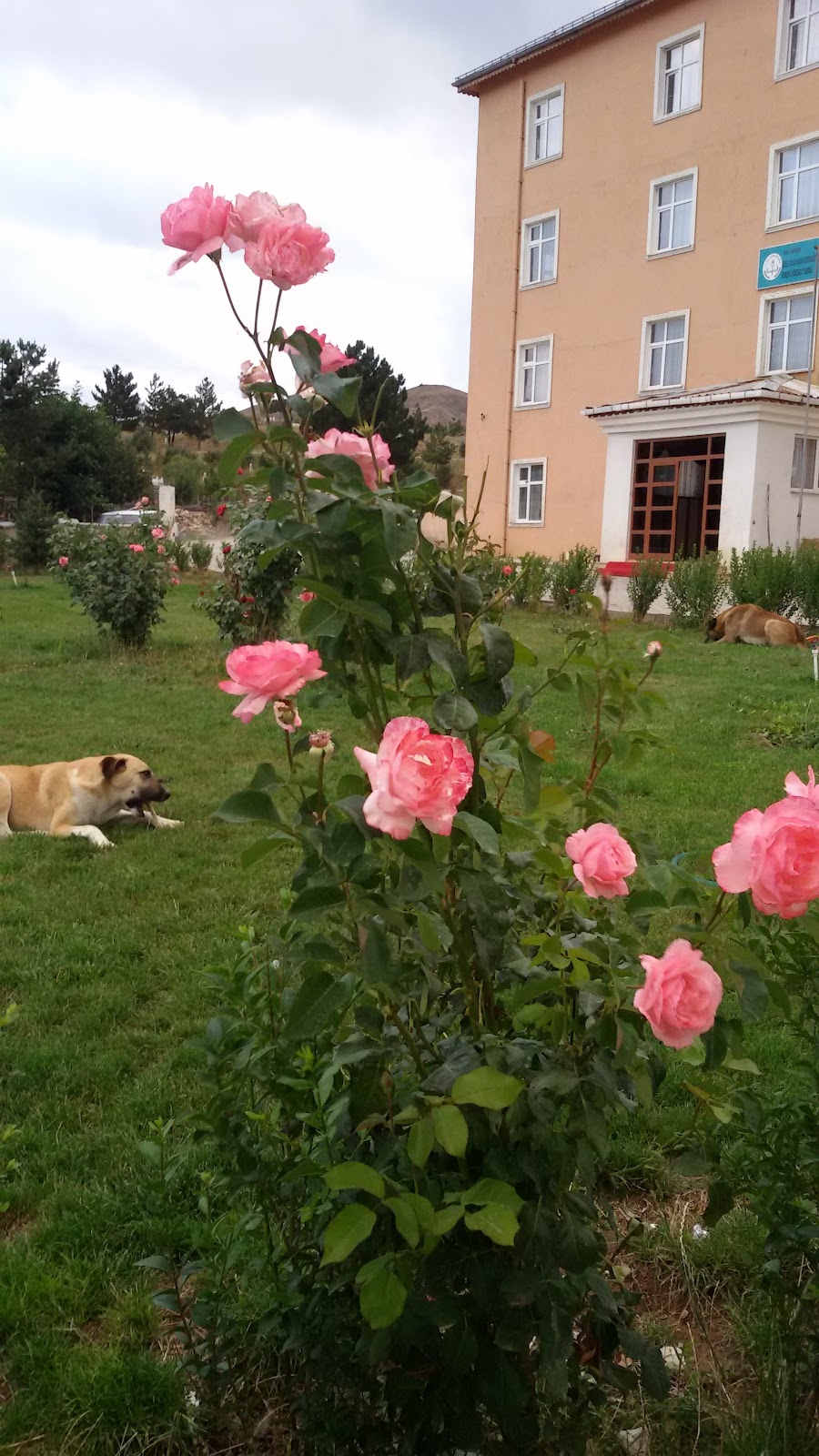 Doğanşar Öğretmenevi ve Akşam Sanat Okulu - Fotoğraf 3