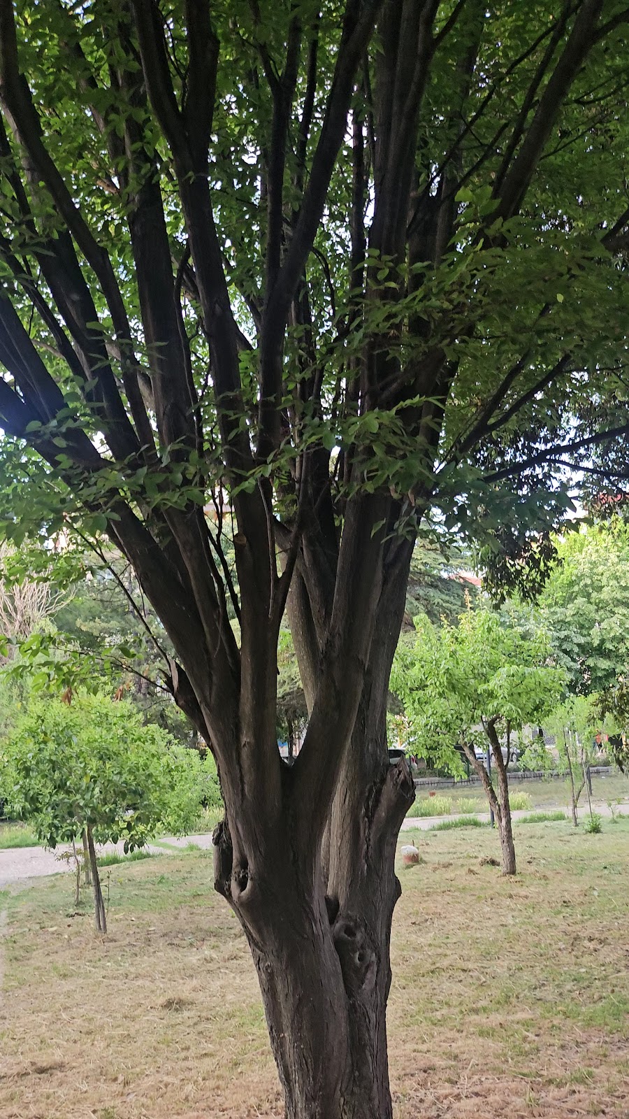Lüleburgaz DSİ Misafirhanesi - Fotoğraf 5
